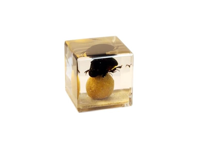 REALBUG Real Dung Beetle Cube