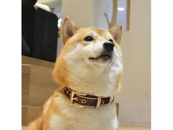 Thankspaw Leather Dog Collar Soft & Durable S