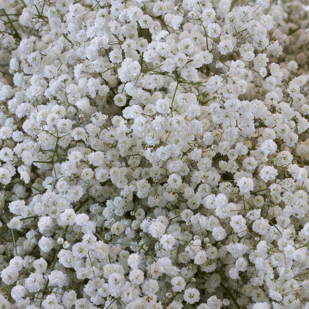 Gypsophila Baby's Breath - 6 or 12 Bulbs - Gallery 7