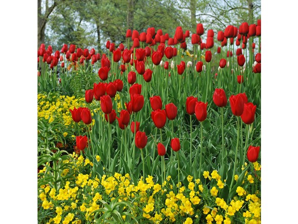 Sky High Scarlet Tulip Flowers