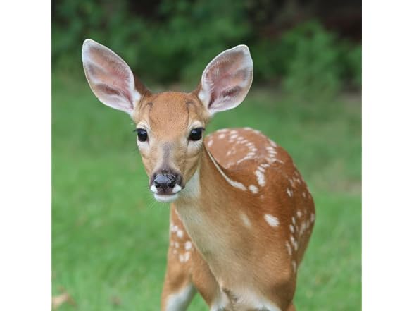EPIC REPELLENTS Deer & Rabbit Repellent