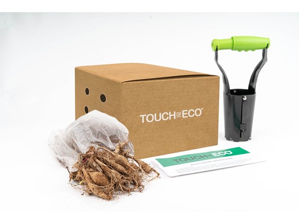 Baby's Breath - 24 Bulbs