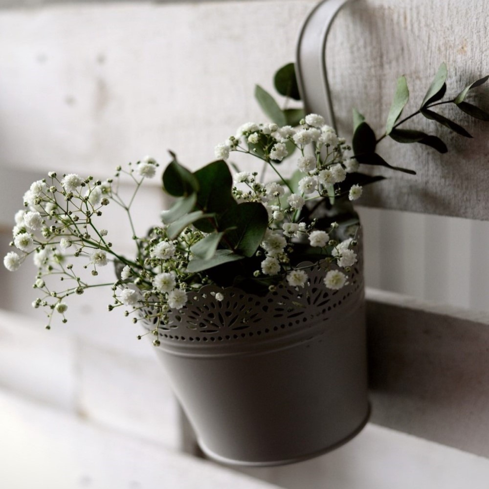Gypsophila Baby's Breath - 6 or 12 Bulbs - Gallery 9