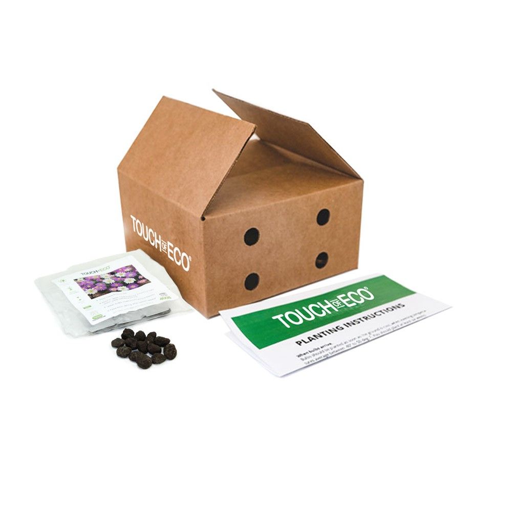 Anemone "Dutch Fireworks" Flower Mix - Gallery 10