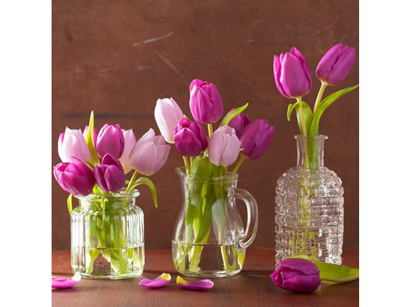 Lavender Triumph Tulip Flowers