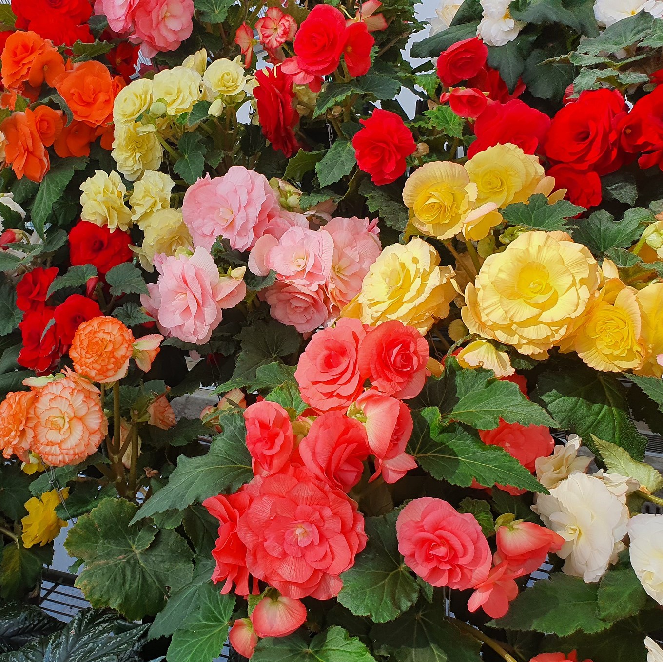 Giant Begonia Mix - 3 or 9 Bulbs - Gallery 6