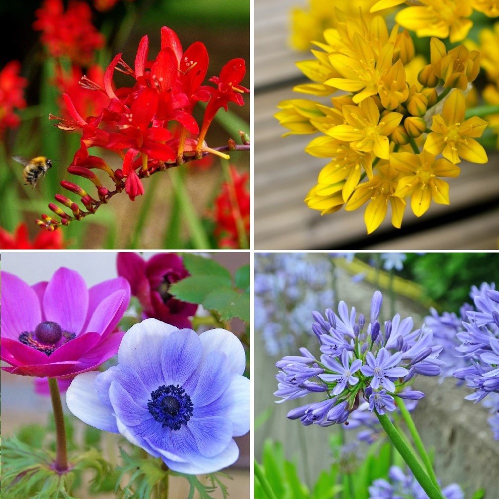English Garden Flower Mix Collection - Gallery 9