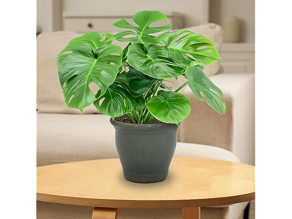 Sunnydaze Round Ceramic Planter - Set of 2