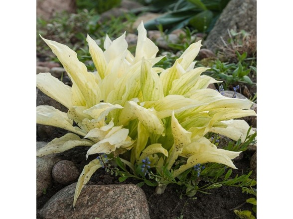 White Feather Hosta Plants - 4 Bare Roots