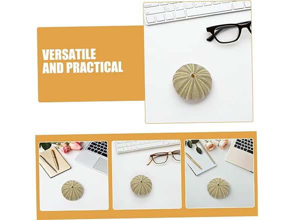 8pcs Natural Sea Shell Natural Sea Urchins D