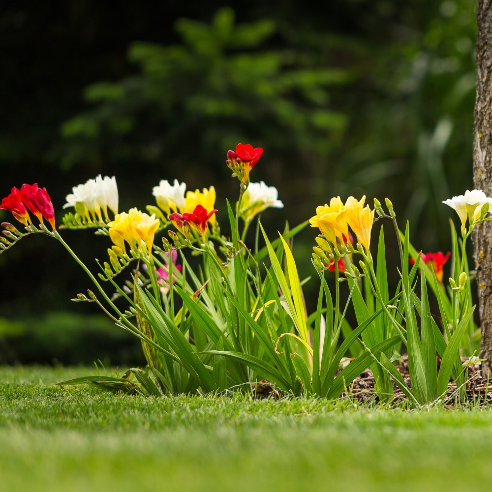 Mixed Freesia Flowers - Gallery 9