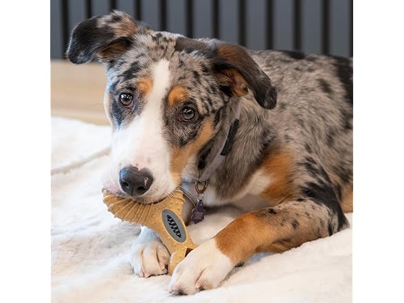 SPOT Bam-Bones Dental Drumstick Dog Chew Toy