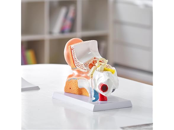 VEVOR Human Ear Anatomy Model, 3 Parts