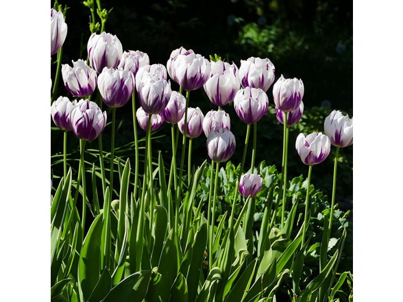 Blueberry Swirl Tulip Flowers