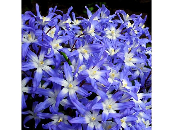 Gentle Glory of the Snow Flowers
