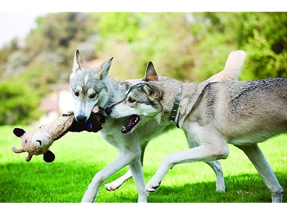 Cuddle Tugs Bunny Plush Squeaky Dog Toy