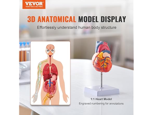 VEVOR Human Heart Model, 2-Part 1:1