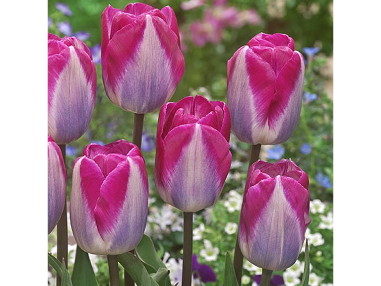 Touch Of ECO 5024-2 20 Bulbs Tulipa 'Showgirl' Flowers 20 Bulbs Pink  