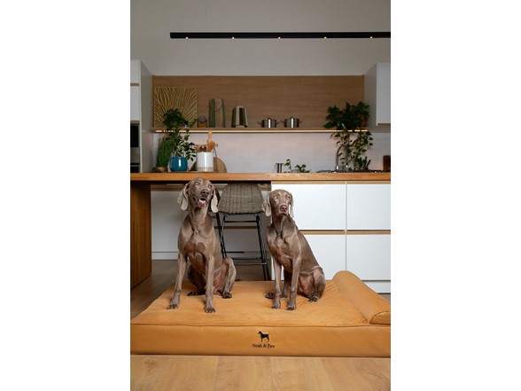 NOAH & PAW Orthopedic Dog Beds- XXLarge
