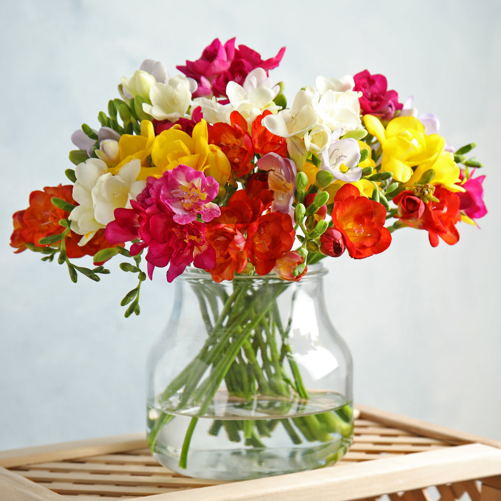 Mixed Freesia Flowers - Gallery 7