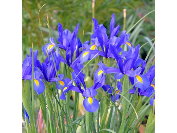 Mixed Dutch Iris Flowers