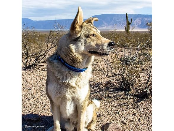 Coastal Pet K9 Explorer Reflective Adjustabl