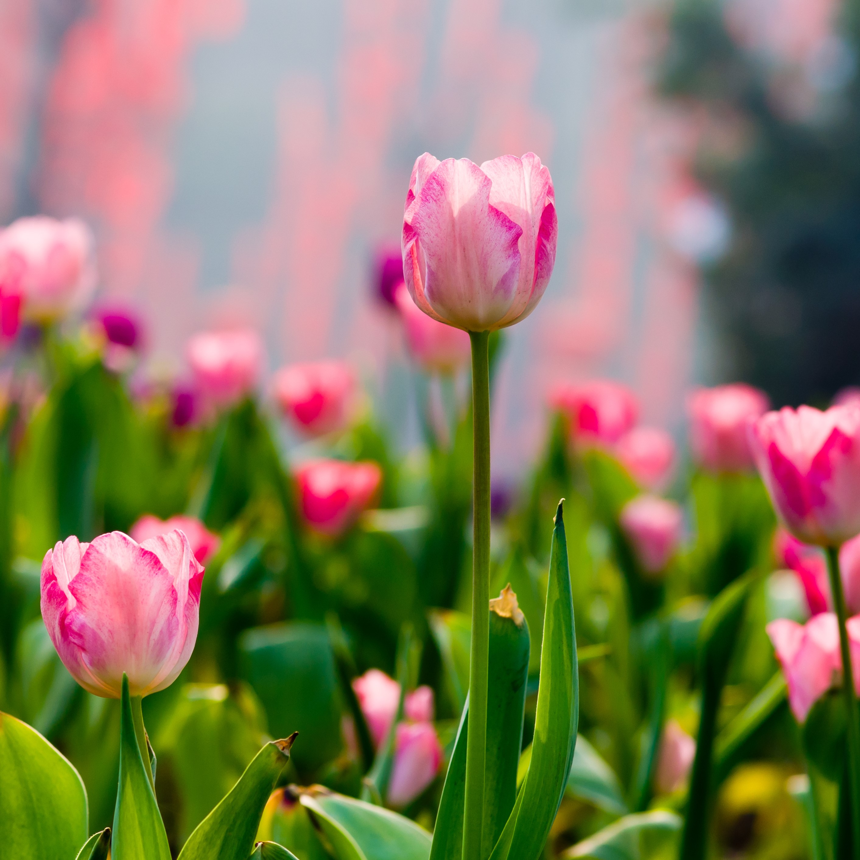 Spring Showgirl Tulip Flowers - Gallery 6