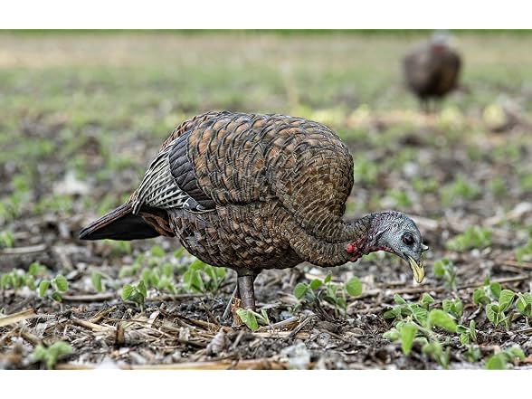 Avian-X LCD Feeder Hen Turkey Decoy Motion System