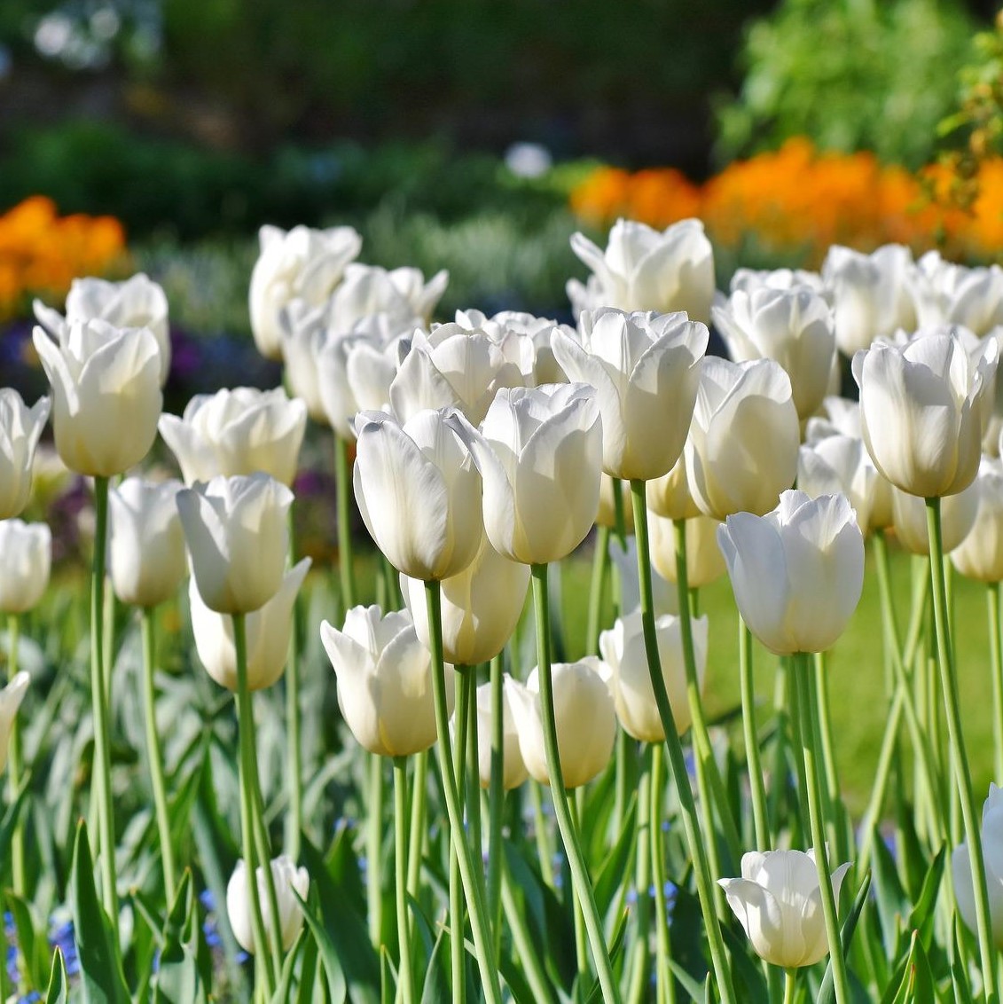 Colossal White Tulip Flowers - Gallery 7