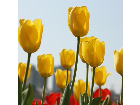 Giant Golden Sunny Tulip Flowers