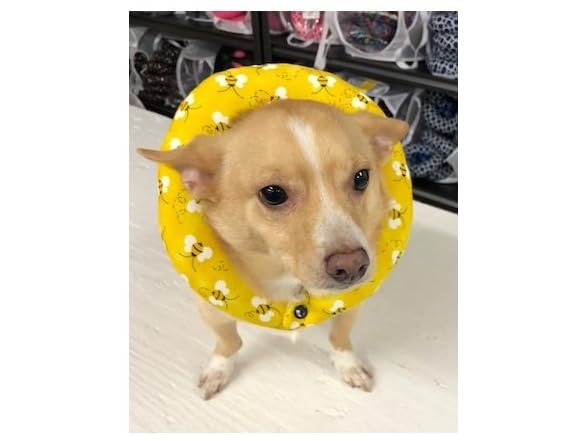Puppy Bumpers Honey Bee