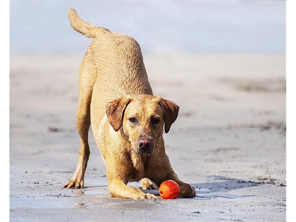 Chuckit! High-Bounce Rubber Fetch Ball, Large 3"