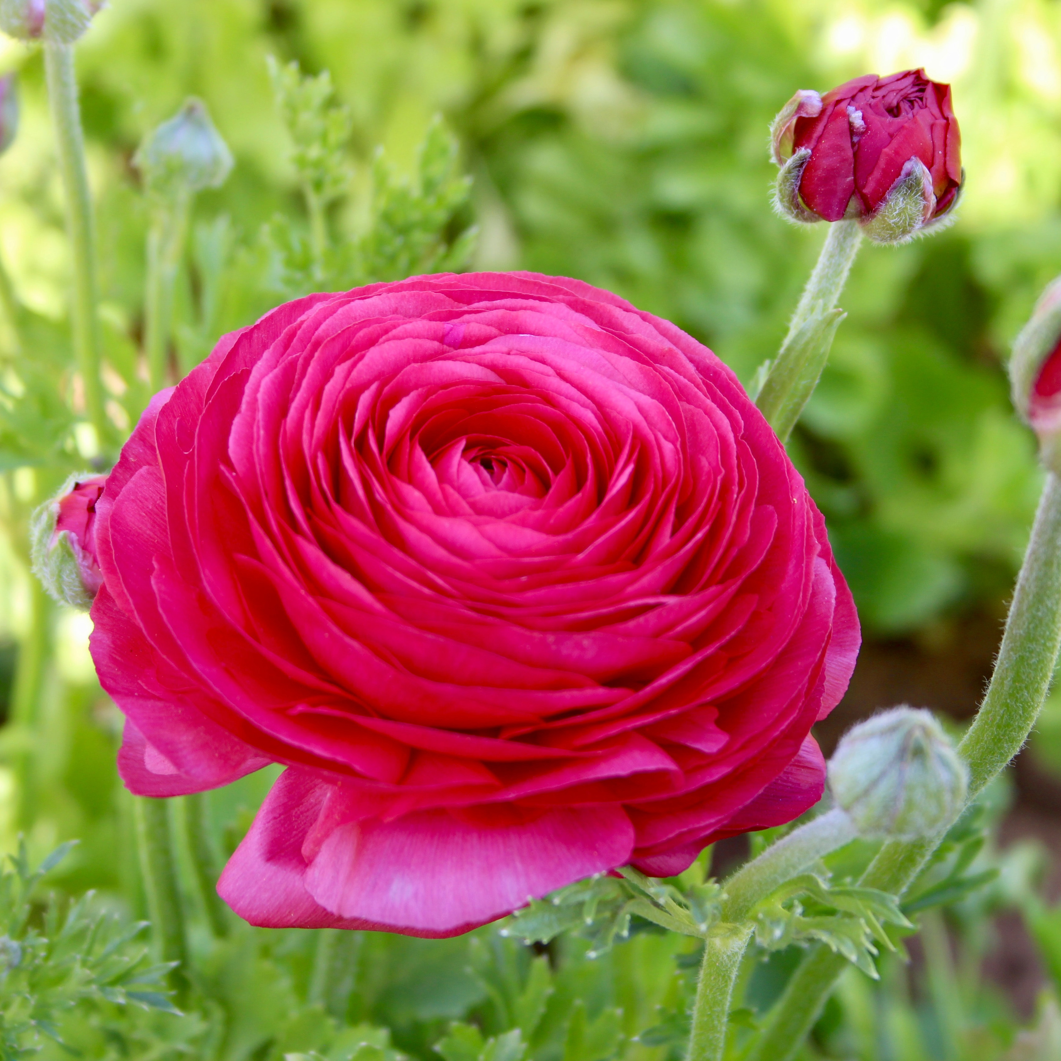 Persian Buttercups-15 Bulbs - Gallery 10