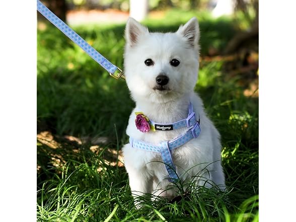 Blueberry Pet Polka Dots Femal Dog Leash for