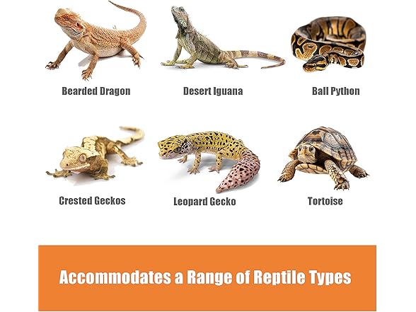 Furatune Bearded Dragon Tank Accessories