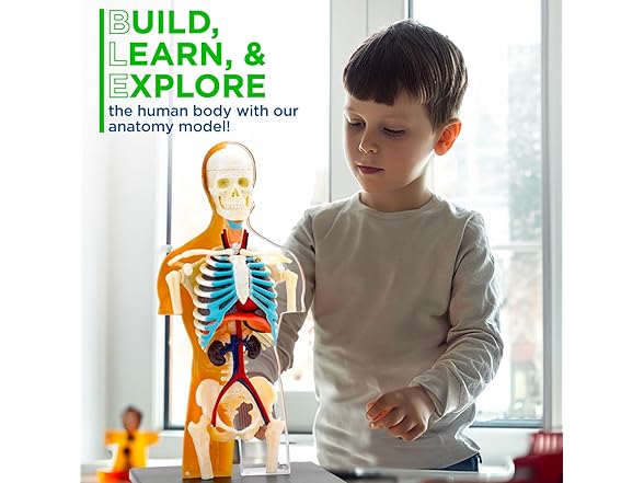 Thames & Kosmos 260830 Human Body Anatomy Model Toy