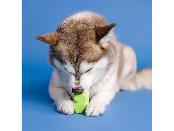 Fringe "You're Adora-Ball Rubber Dog Toy
