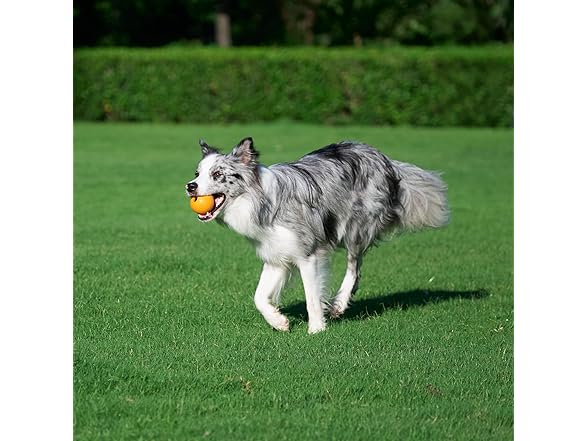 Amazon Basics Dog Toys, Interactive Supr