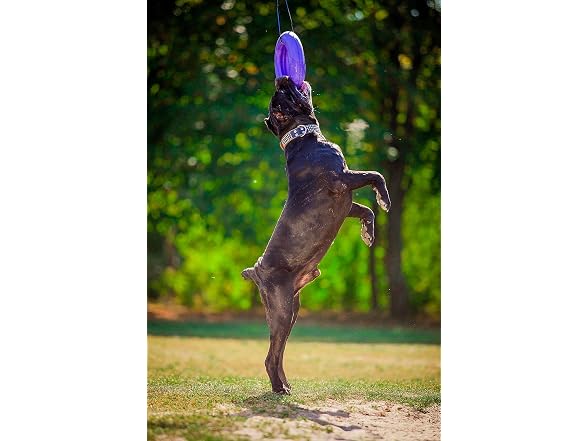 COLLAR Puller Maxi - Innovative Dog Fitness Tool