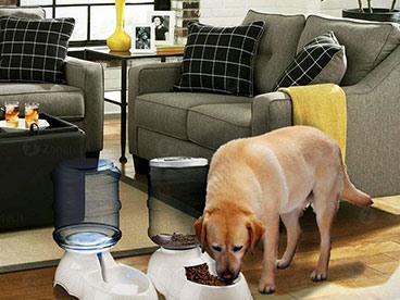 Pretty Popular Pet Products