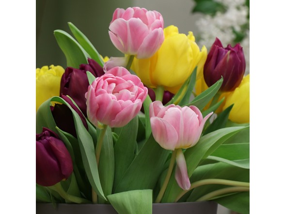 Mixed Double Tulip Late Blooming Flowers