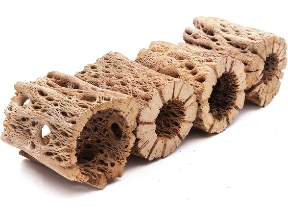 3, 6, 9, 12 In All Natural Teddy Bear Cholla
