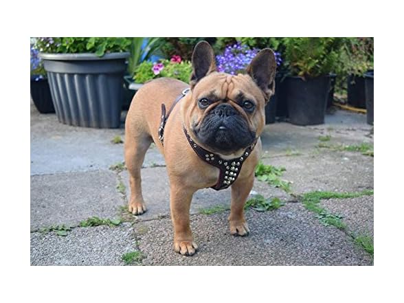 Bestia Studded Leather Harness. French Bulld