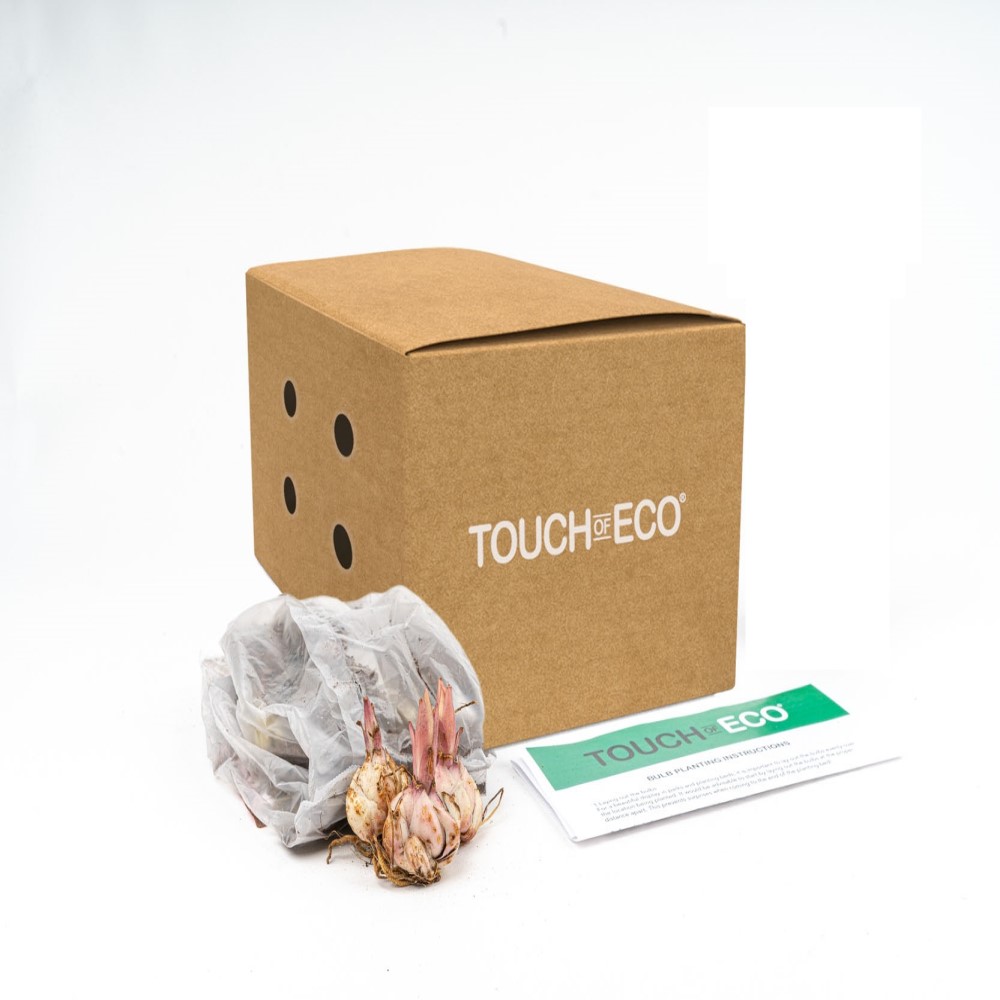 Lilium Oohs and Aahs - Gallery 8