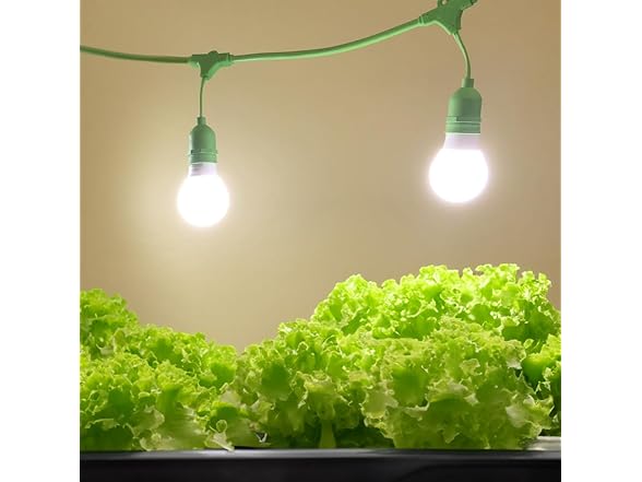 Veggie Grow Kit Lettuce 2pk