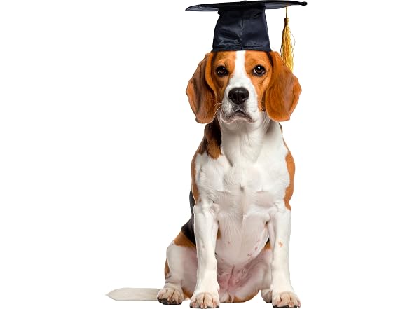 Rubies Graduate Pet Hat for Dogs or Cats, S/M