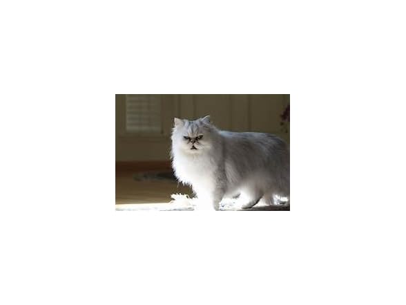 Purina Kitten Chow Dry Kitten Food, Nurt