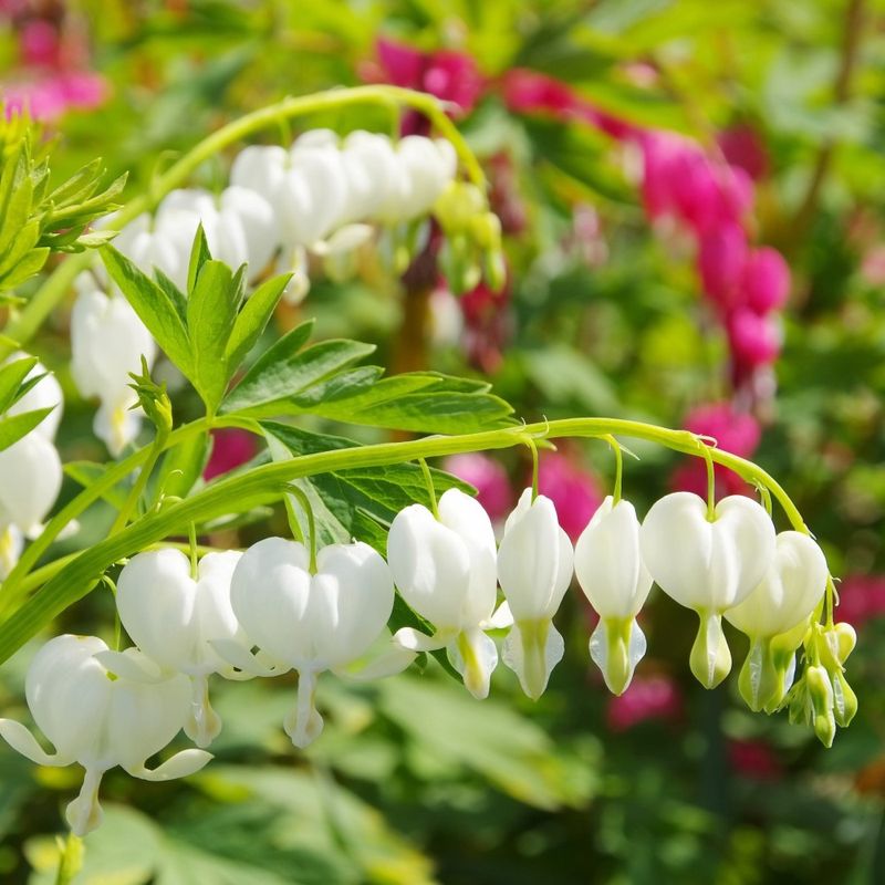 Old Fashioned Bleeding Hearts Flowers White - Gallery 7