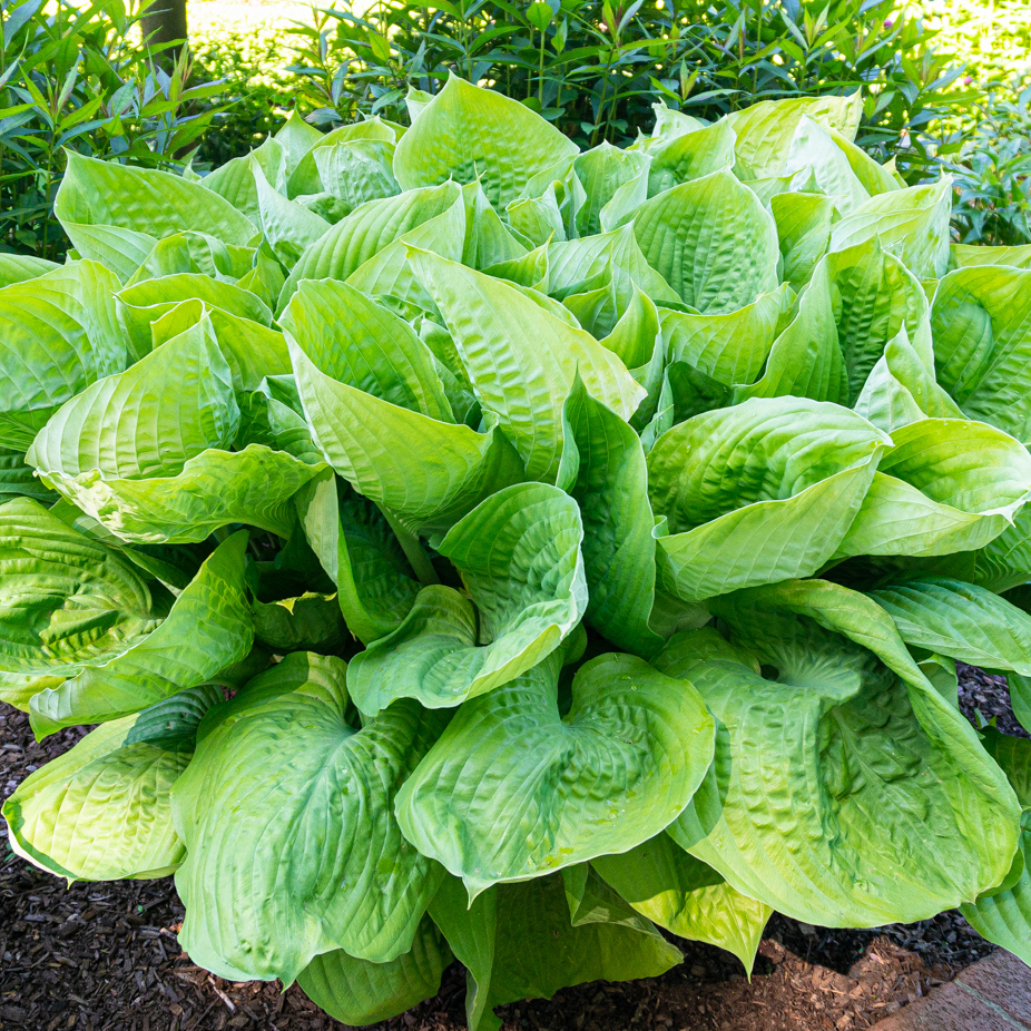 Giant Leaved Hosta - Gallery 7