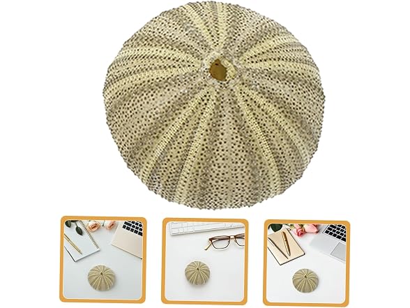 8pcs Natural Sea Shell Natural Sea Urchins D